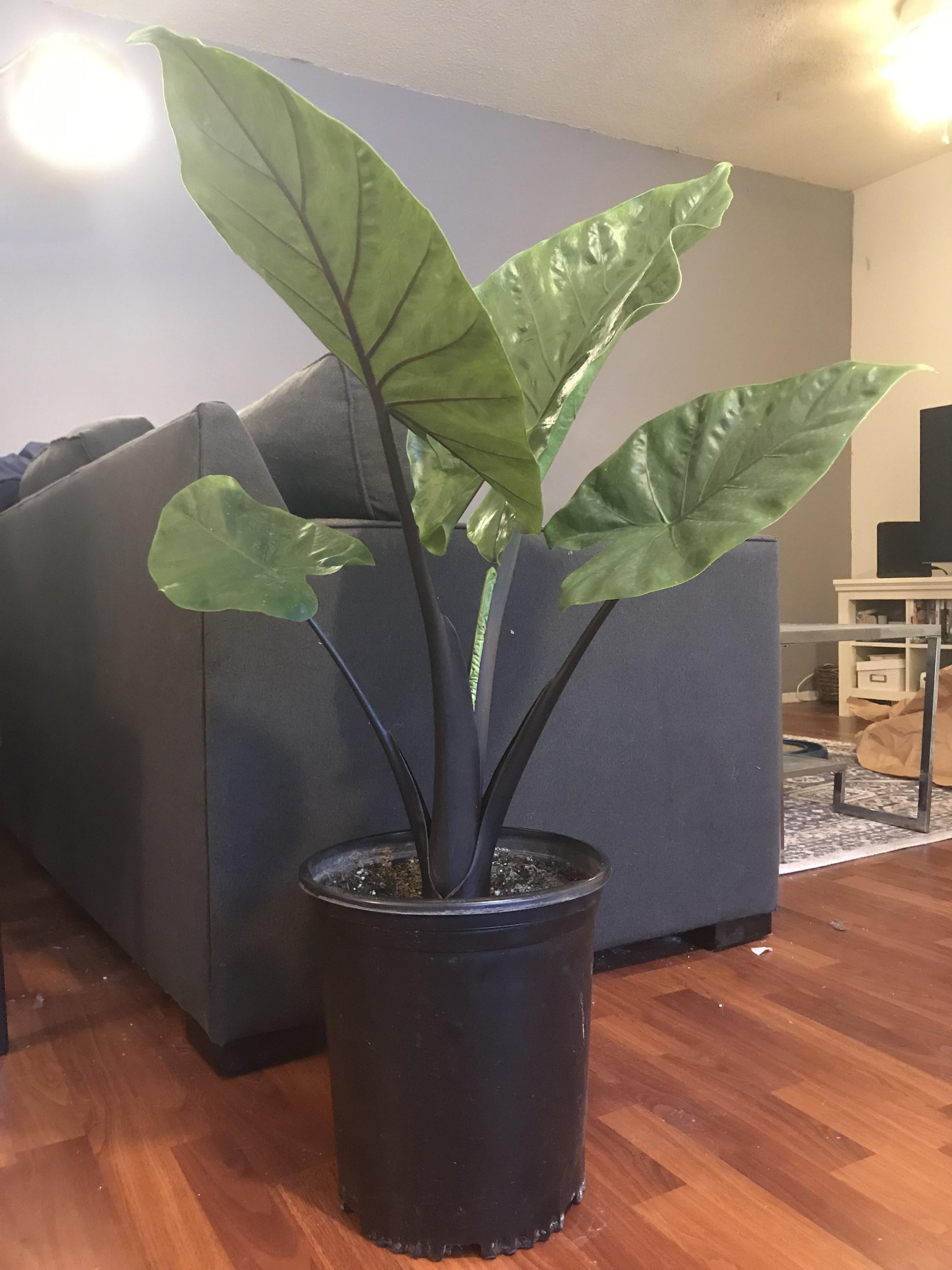 Alocasia Macrorrhiza 'black Stem' - View 34 from www redcrocus com