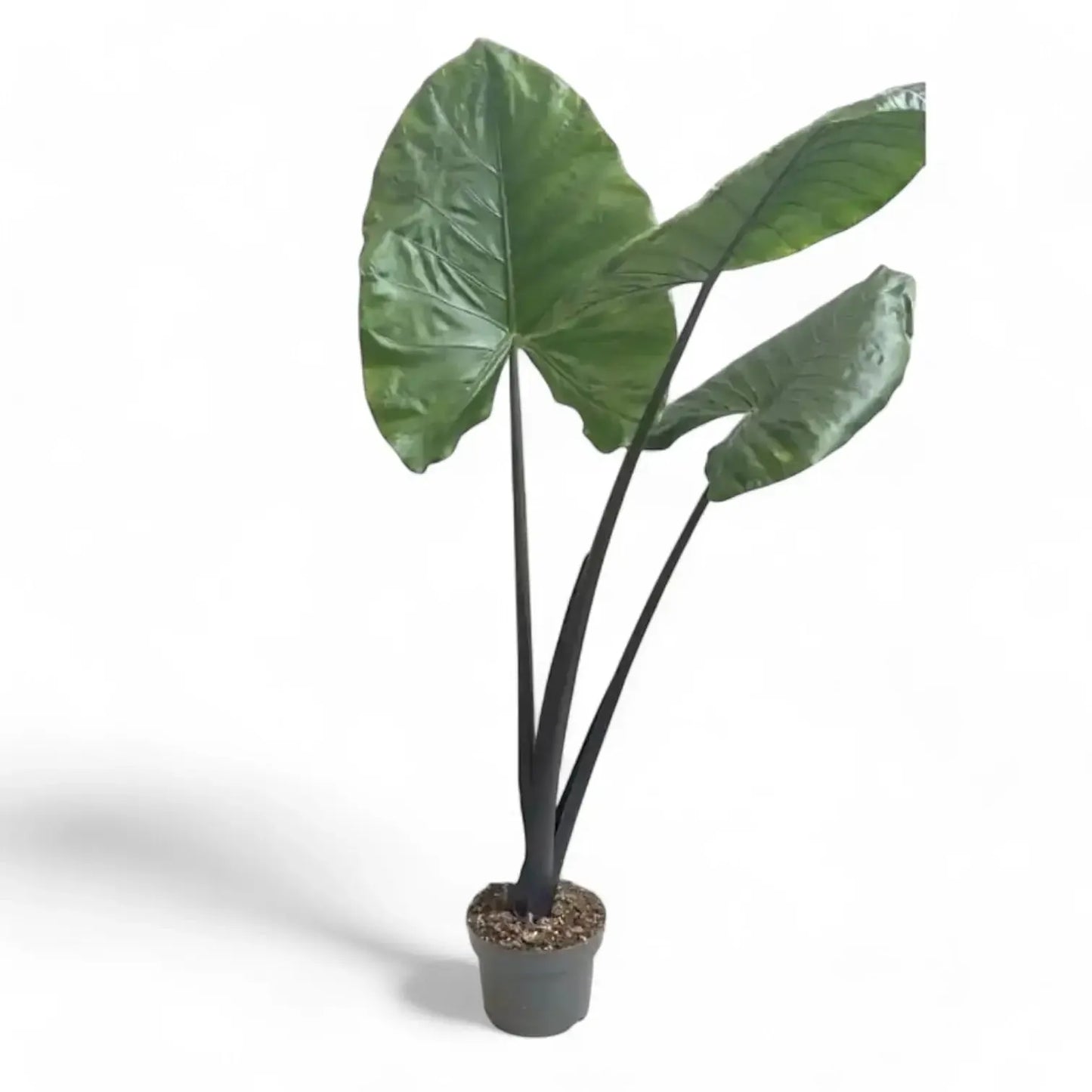 Alocasia Macrorrhiza 'black Stem' - View 36 from www redcrocus com