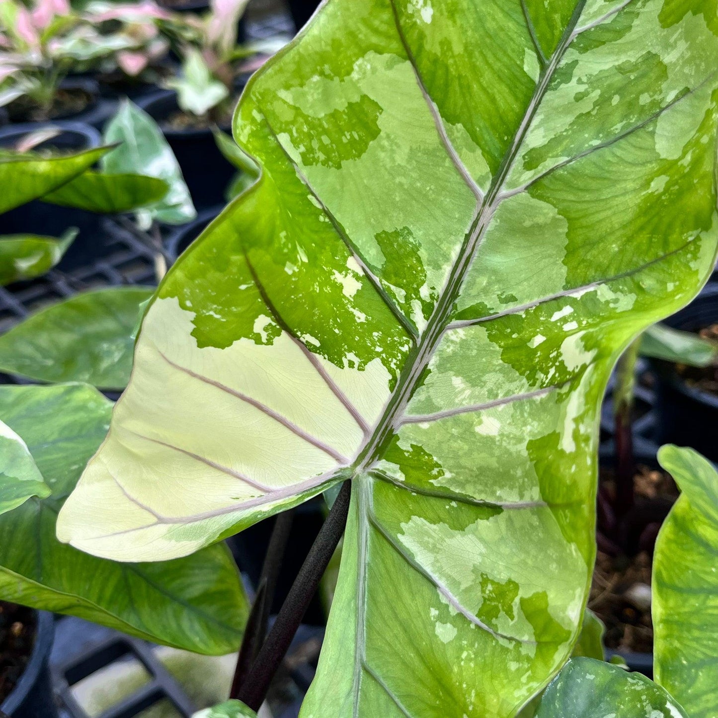 Alocasia Macrorrhiza 'black Stem' - View 36 from www redcrocus com