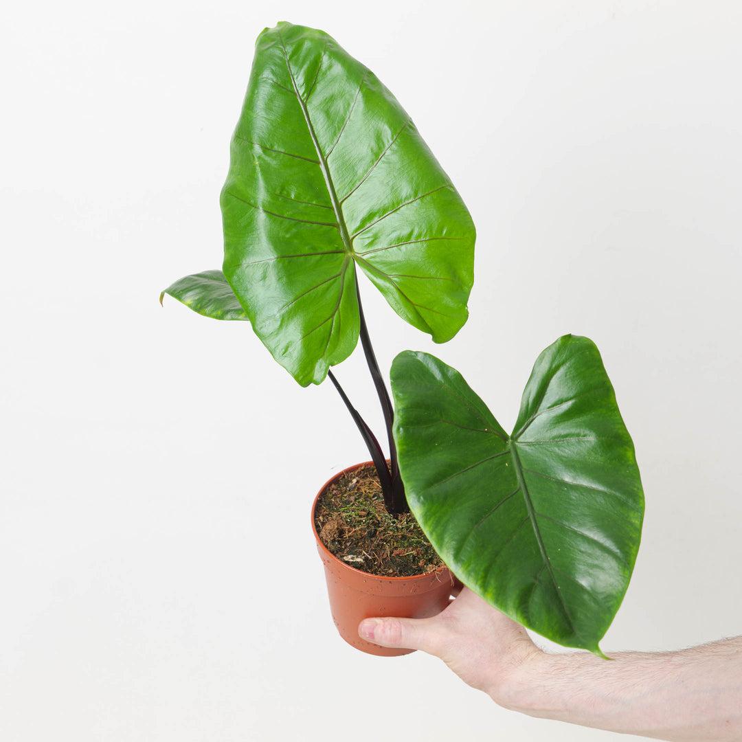 Alocasia Macrorrhiza 'black Stem' - View 37 from www redcrocus com