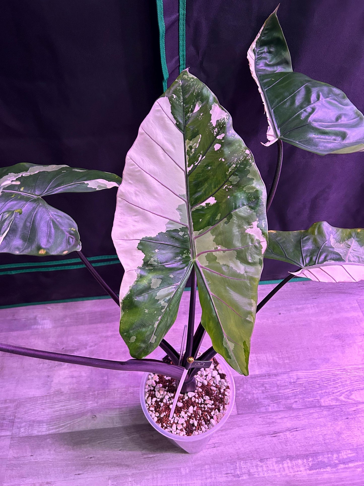 Alocasia Macrorrhiza 'black Stem' - View 39 from www redcrocus com