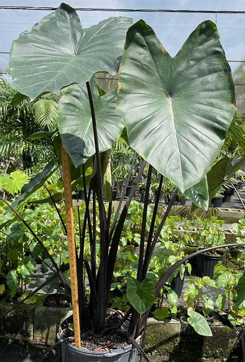 Alocasia Macrorrhiza 'black Stem' - View 3 from www redcrocus com