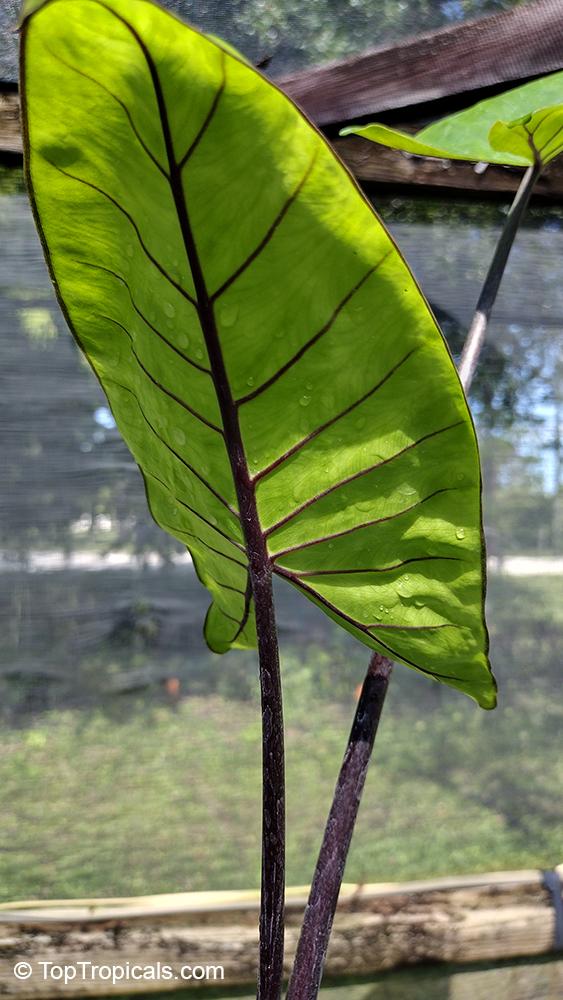 Alocasia Macrorrhiza 'black Stem' - View 4 from www redcrocus com