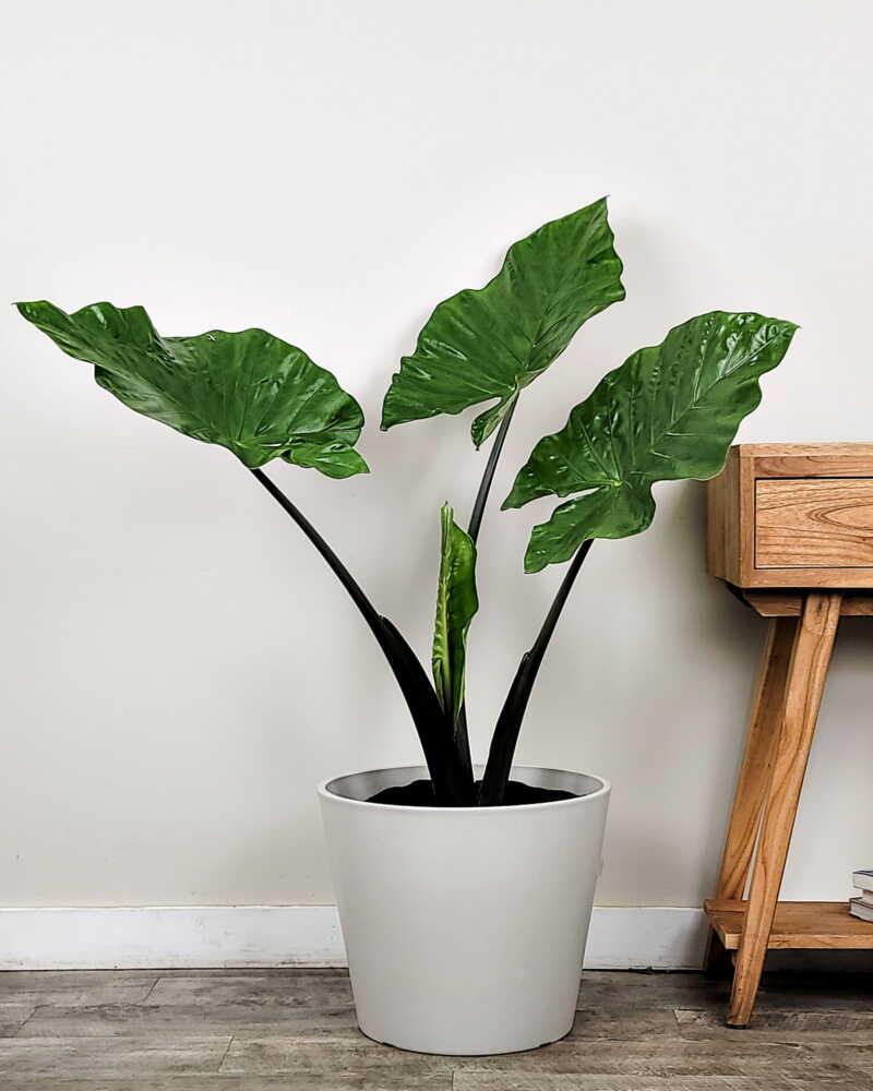 Alocasia Macrorrhiza 'black Stem' - View 5 from www redcrocus com