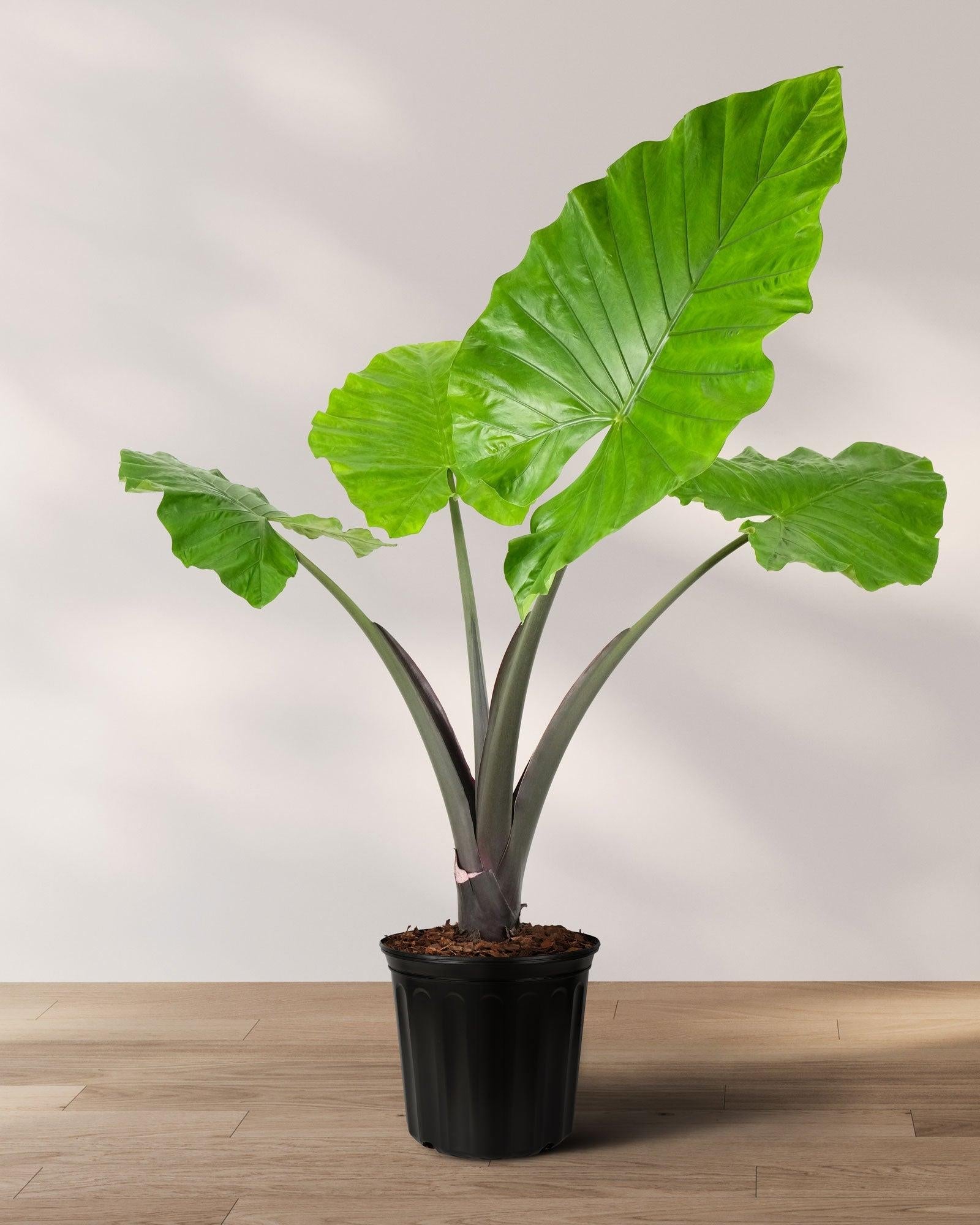Alocasia Macrorrhiza 'black Stem' - View 6 from www redcrocus com
