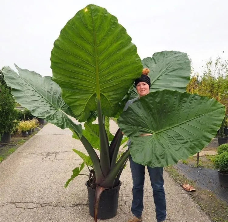 Alocasia Macrorrhiza 'black Stem' - View 8 from www redcrocus com