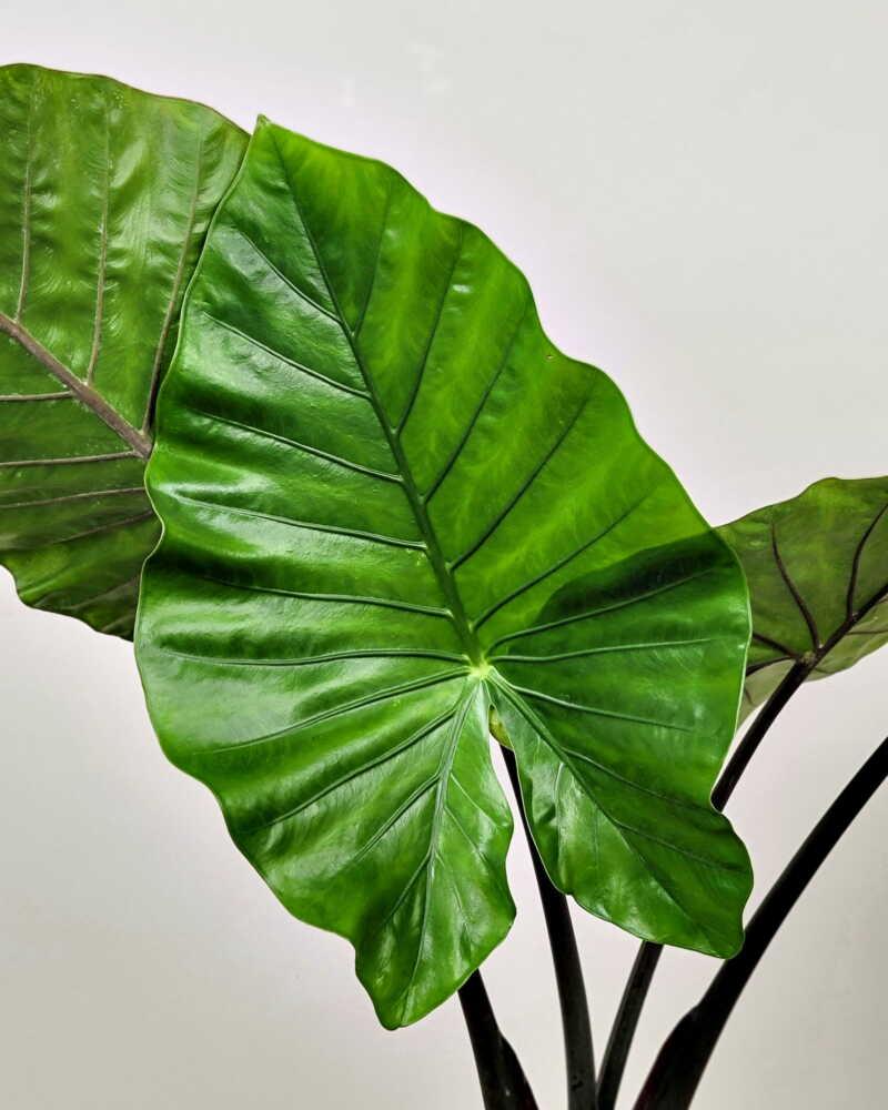 Alocasia Macrorrhiza 'black Stem' - View 9 from www redcrocus com