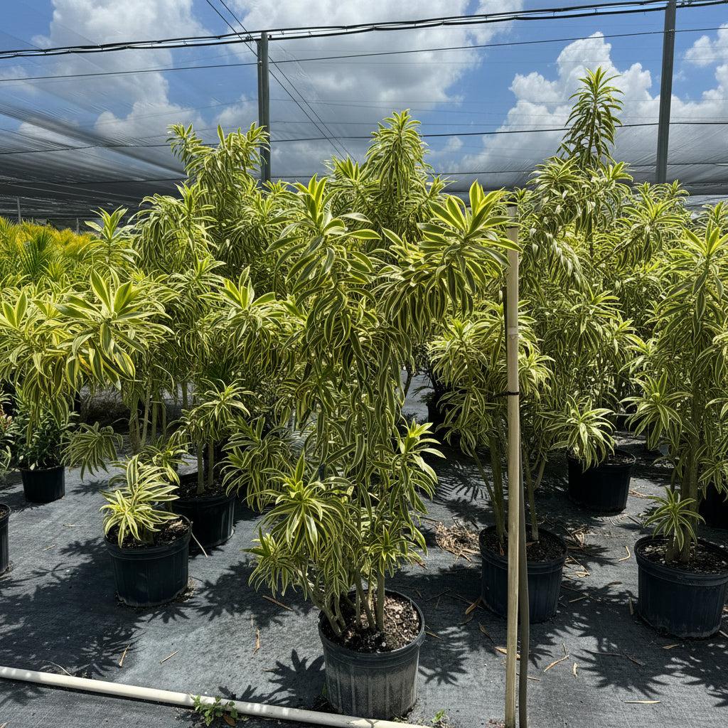Dracaena Reflexa 'song Of India' - View 11 from www redcrocus com