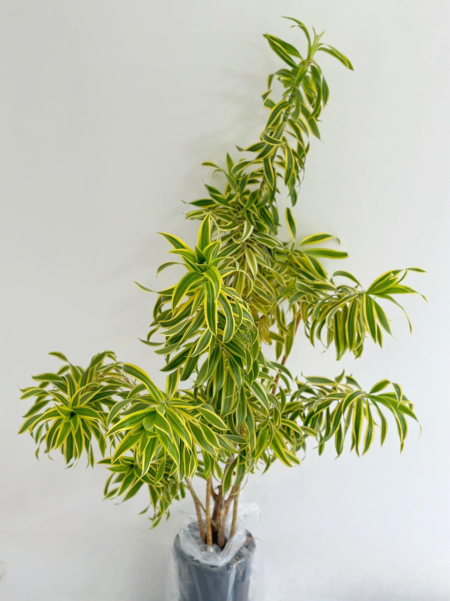 Dracaena Reflexa 'song Of India' - View 12 from www redcrocus com