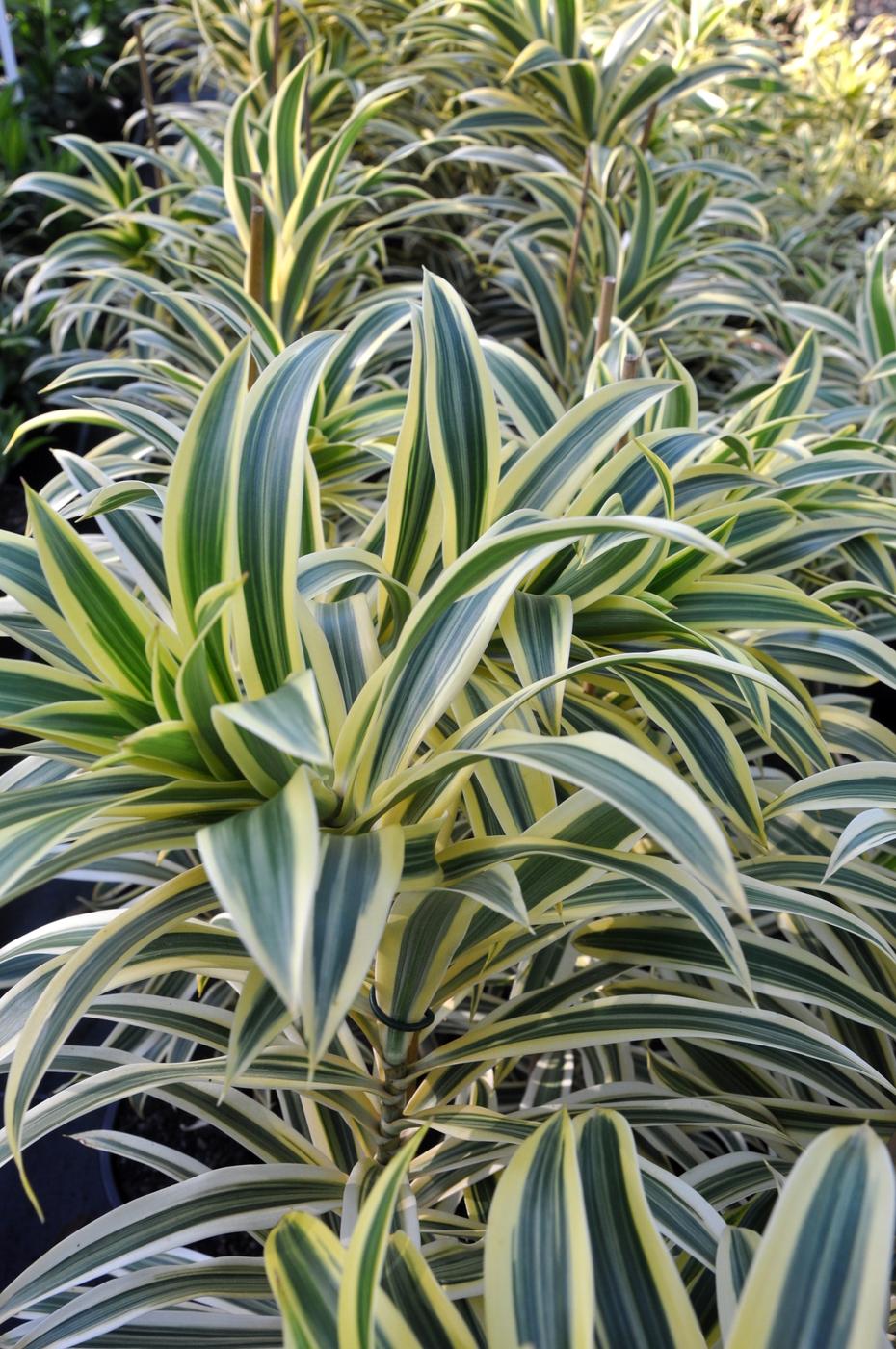 Dracaena Reflexa 'song Of India' - View 14 from www redcrocus com