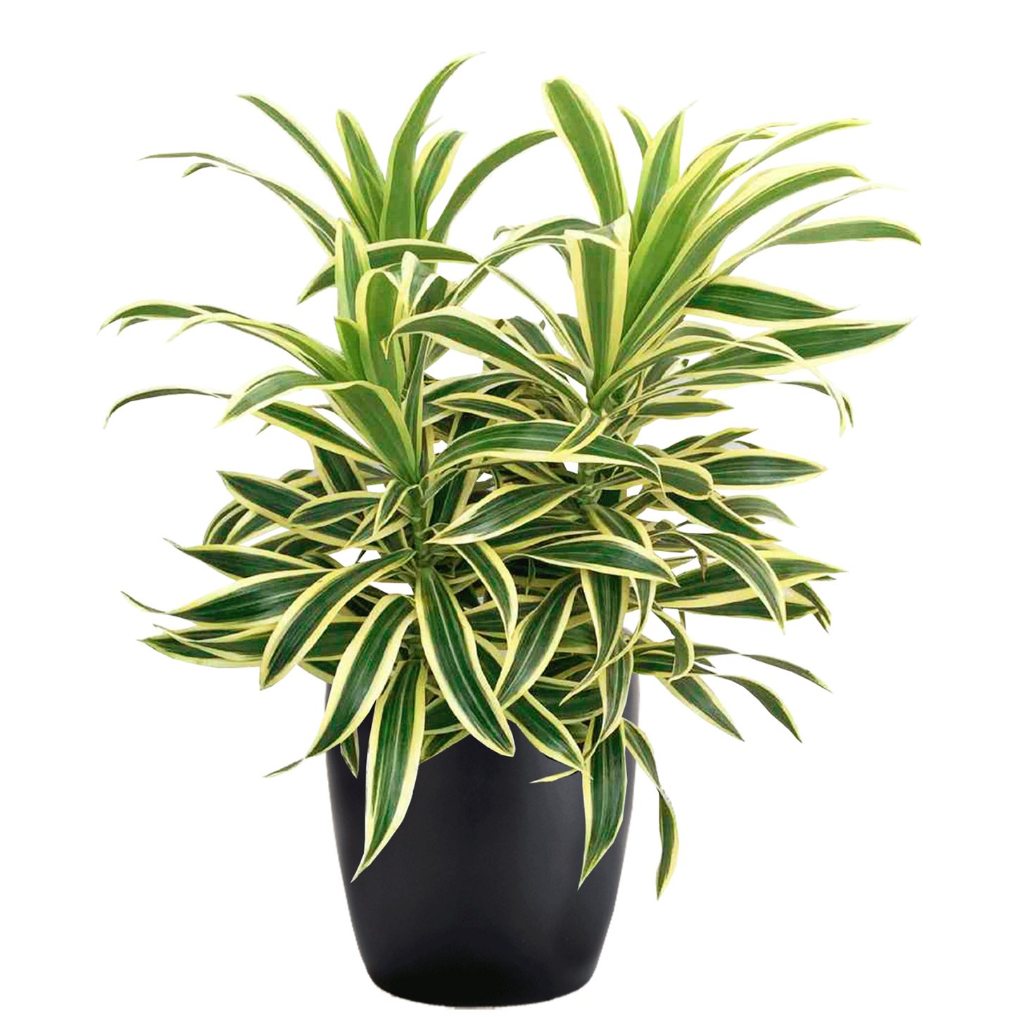 Dracaena Reflexa 'song Of India' - View 16 from www redcrocus com