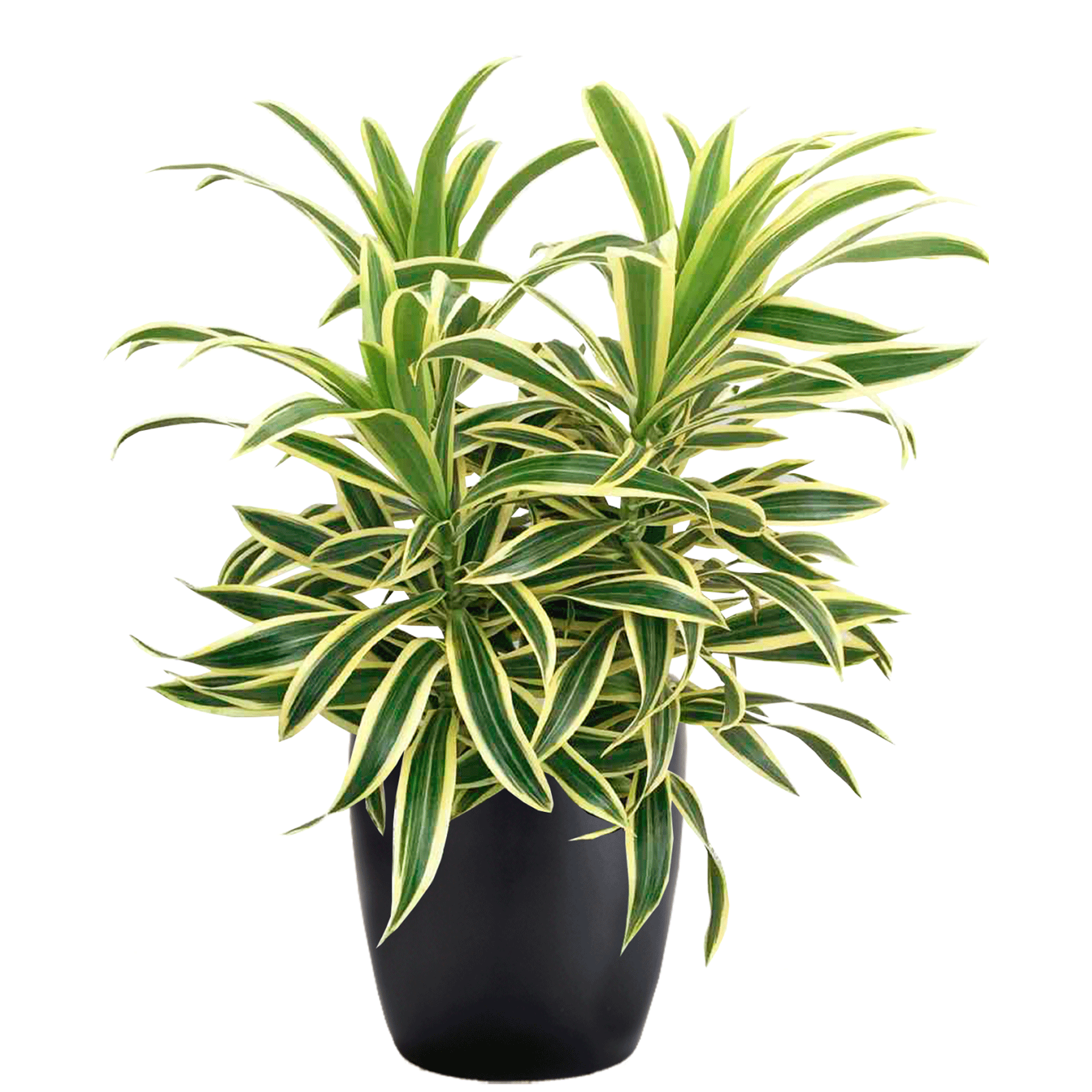 Dracaena Reflexa 'song Of India' - View 16 from www redcrocus com