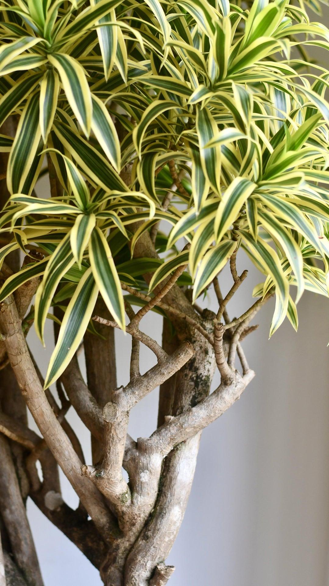 Dracaena Reflexa 'song Of India' - View 17 from www redcrocus com