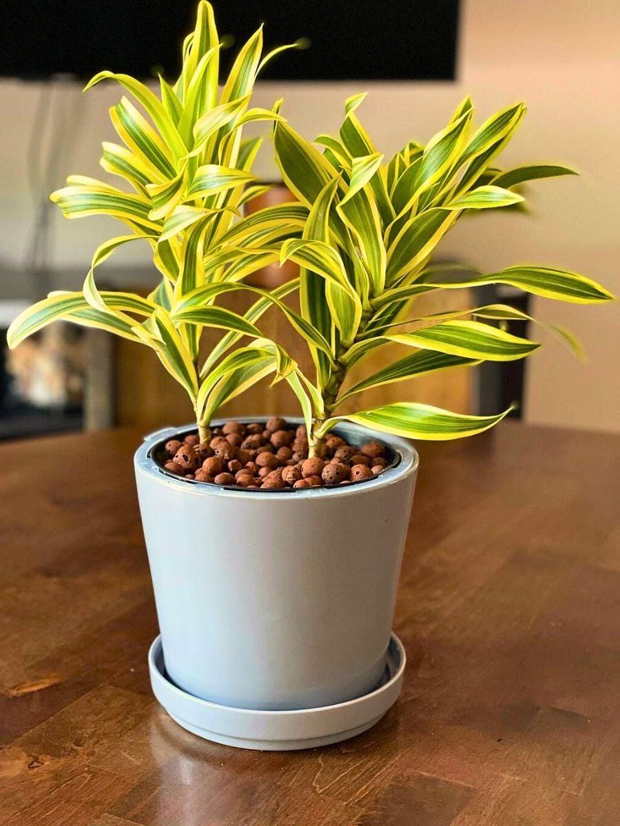 Dracaena Reflexa 'song Of India' - View 18 from www redcrocus com