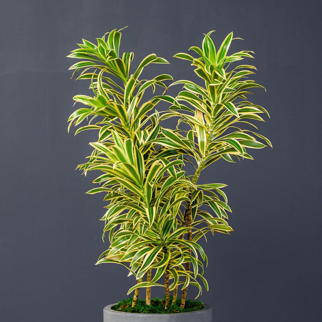 Dracaena Reflexa 'song Of India' - View 1 from www redcrocus com