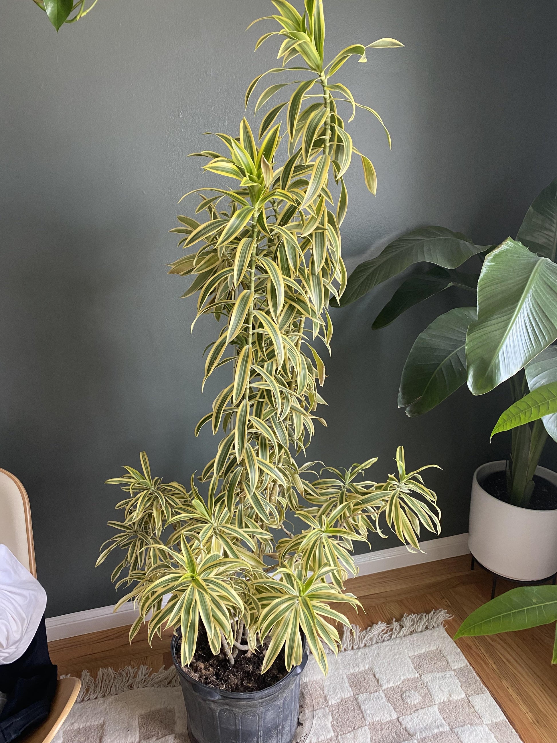 Dracaena Reflexa 'song Of India' - View 20 from www redcrocus com