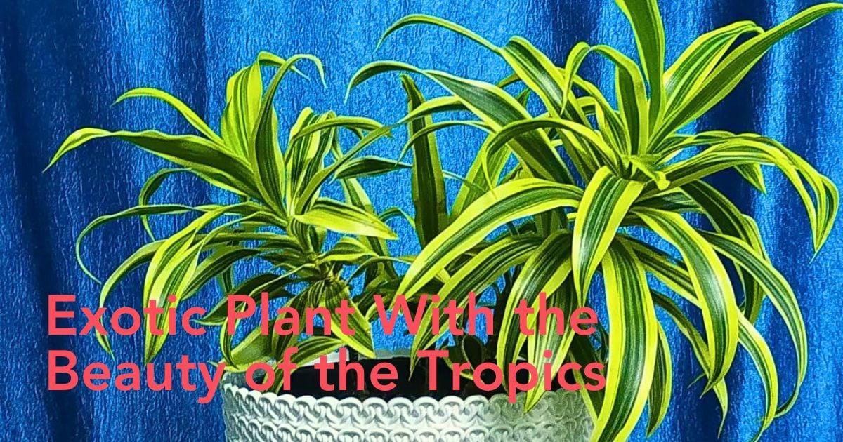 Dracaena Reflexa 'song Of India' - View 27 from www redcrocus com