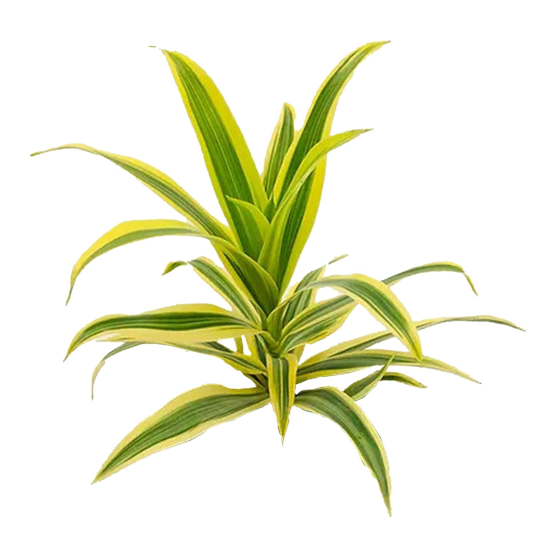 Dracaena Reflexa 'song Of India' - View 28 from www redcrocus com