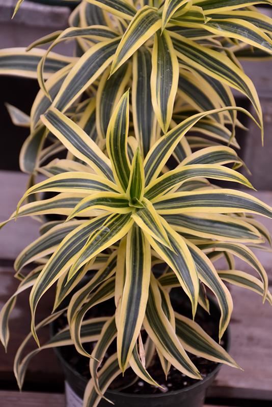 Dracaena Reflexa 'song Of India' - View 30 from www redcrocus com