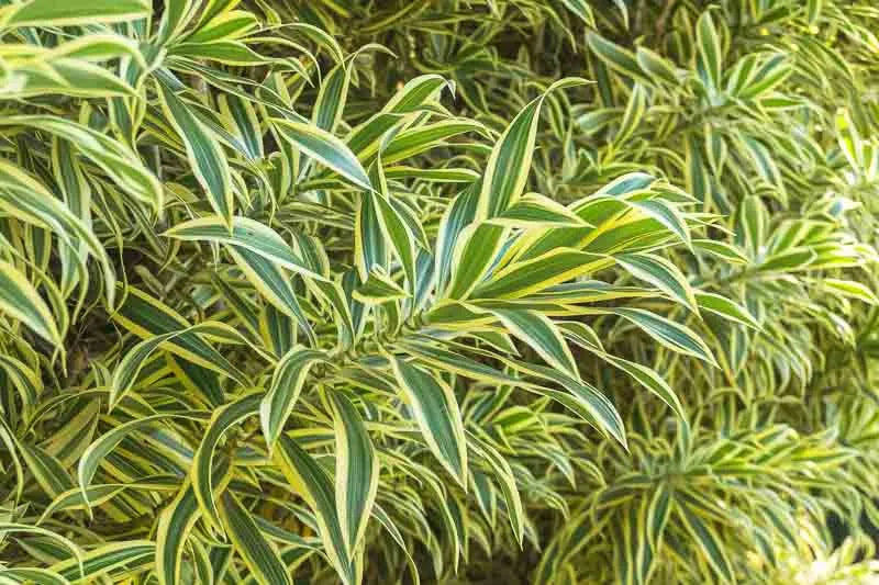 Dracaena Reflexa 'song Of India' - View 31 from www redcrocus com