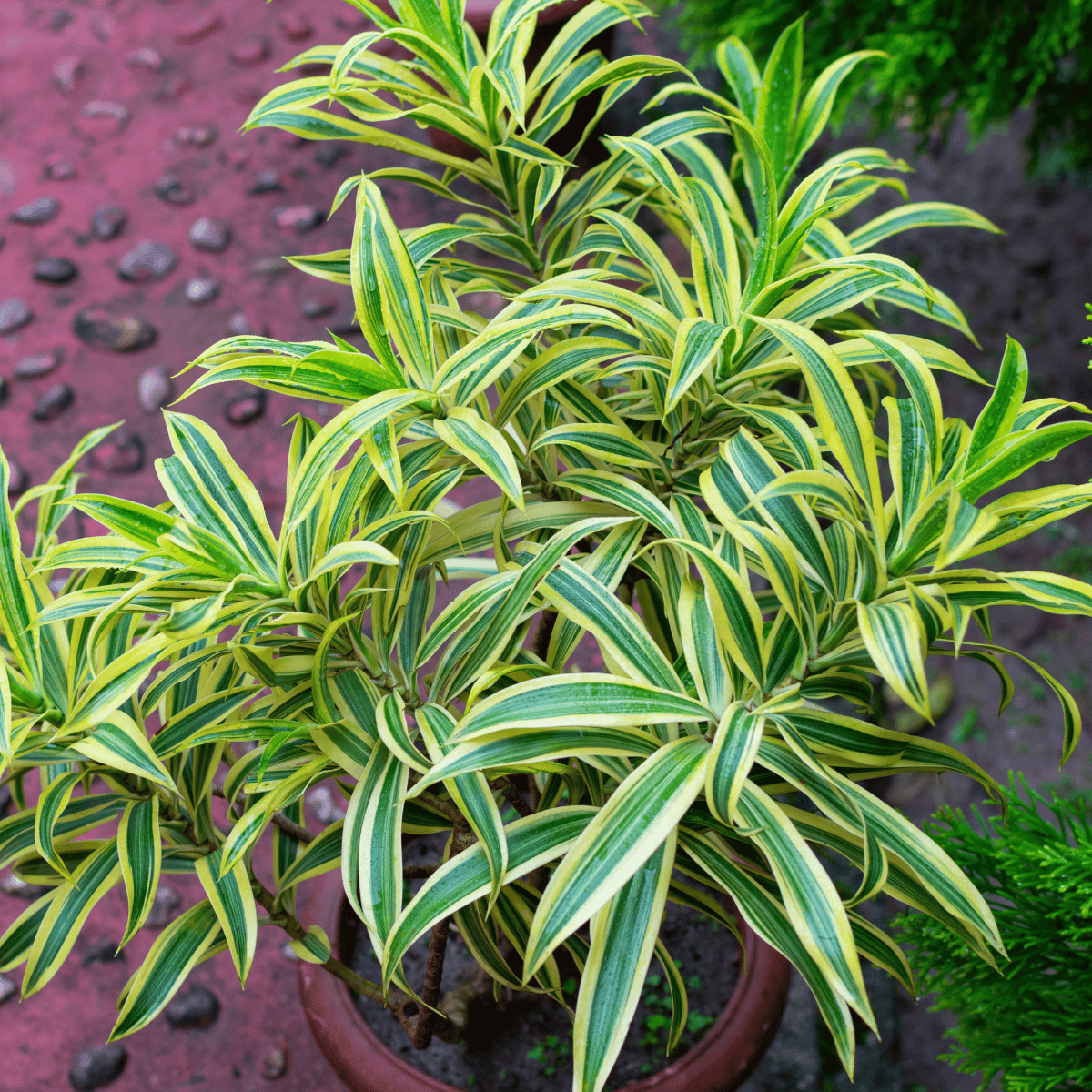 Dracaena Reflexa 'song Of India' - View 32 from www redcrocus com