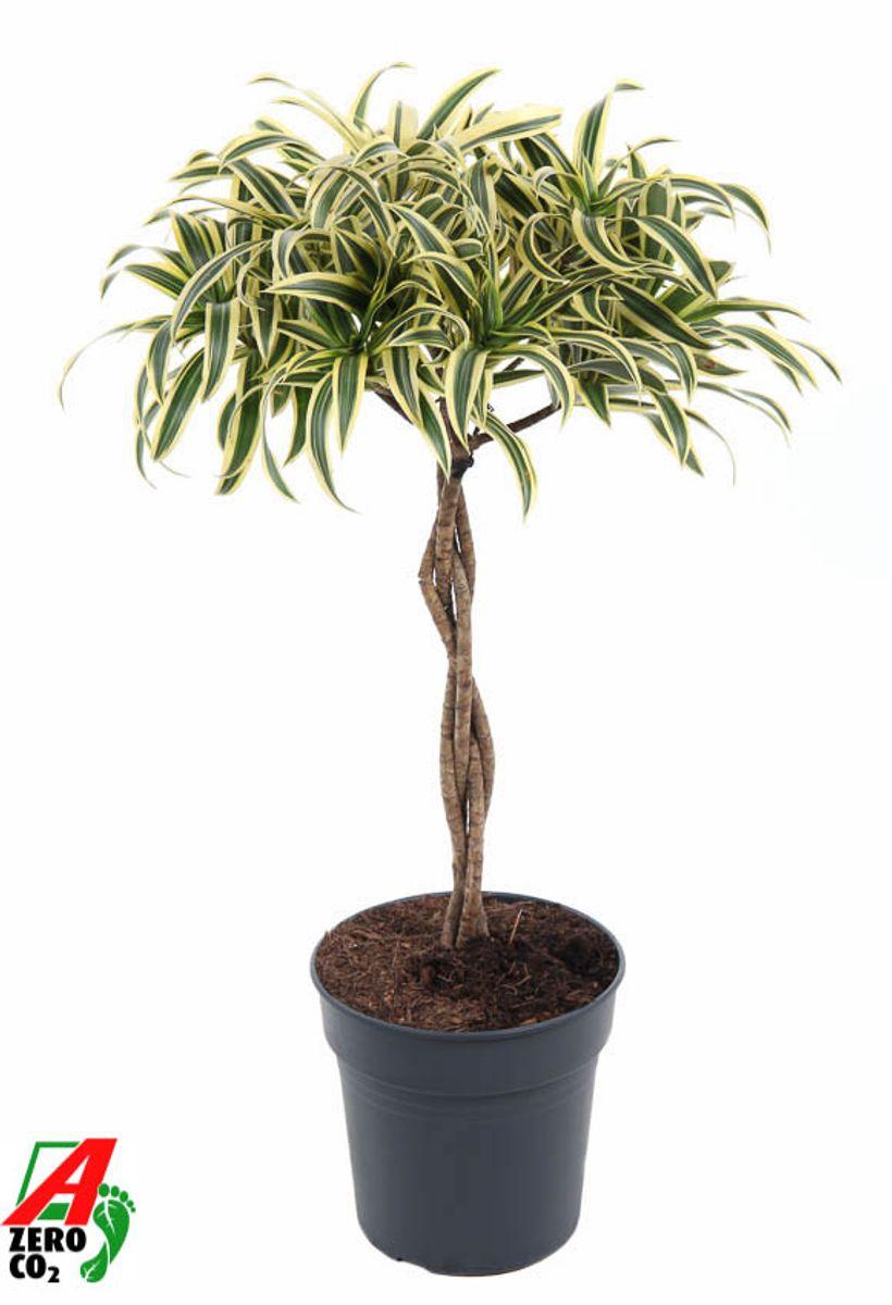 Dracaena Reflexa 'song Of India' - View 33 from www redcrocus com