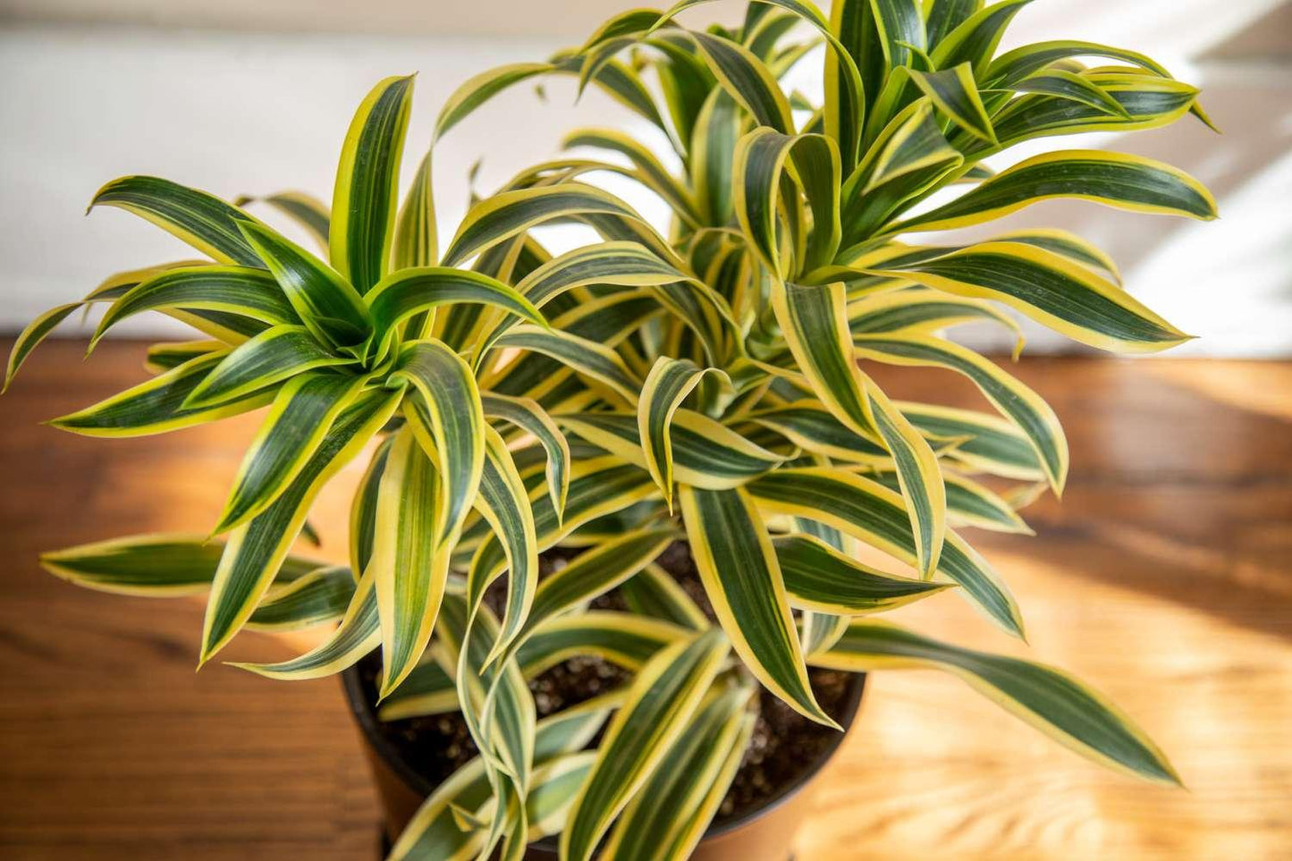 Dracaena Reflexa 'song Of India' - View 34 from www redcrocus com