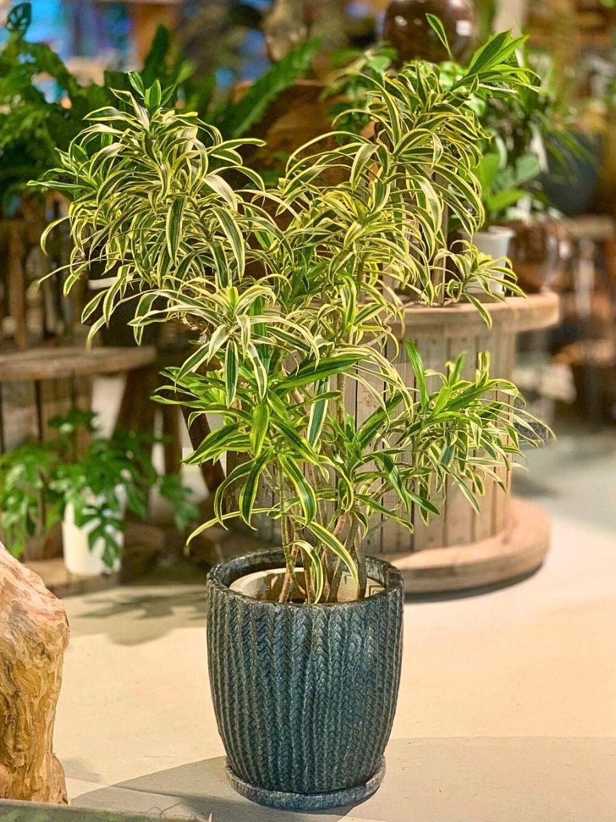 Dracaena Reflexa 'song Of India' - View 35 from www redcrocus com