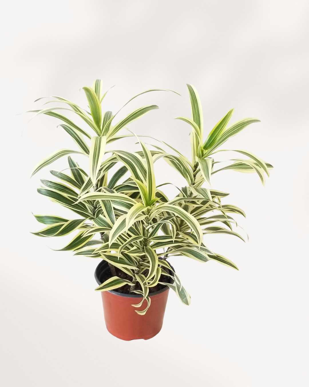Dracaena Reflexa 'song Of India' - View 36 from www redcrocus com