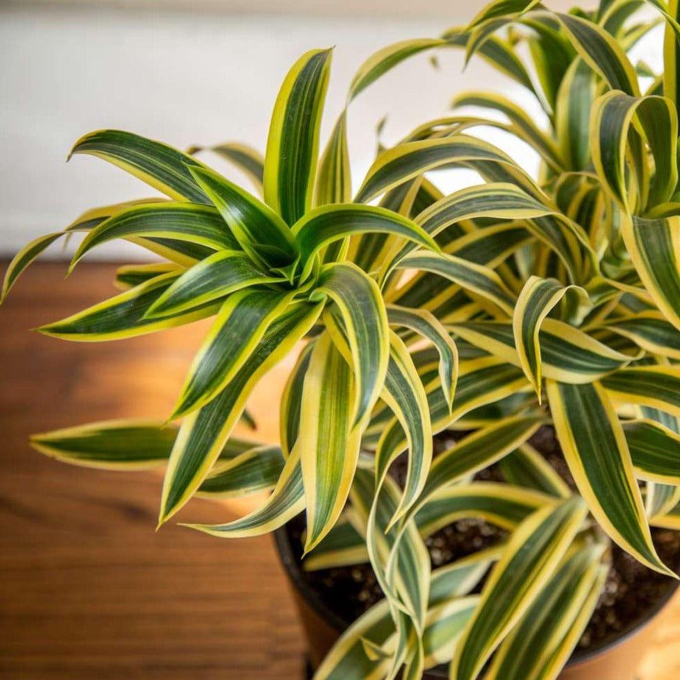 Dracaena Reflexa 'song Of India' - View 37 from www redcrocus com