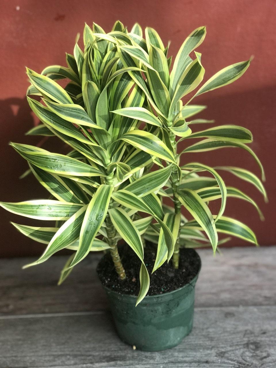 Dracaena Reflexa 'song Of India' - View 39 from www redcrocus com