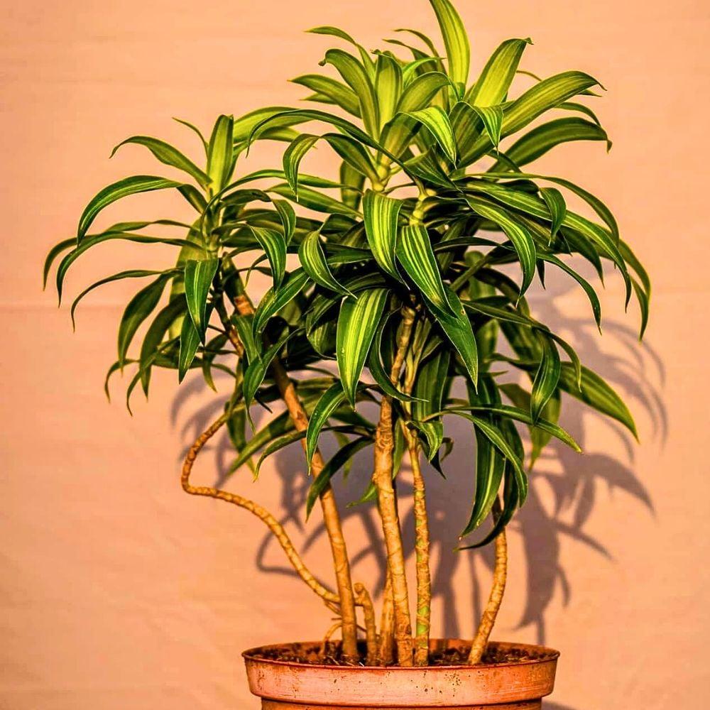 Dracaena Reflexa 'song Of India' - View 3 from www redcrocus com