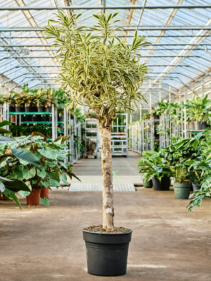 Dracaena Reflexa 'song Of India' - View 40 from www redcrocus com