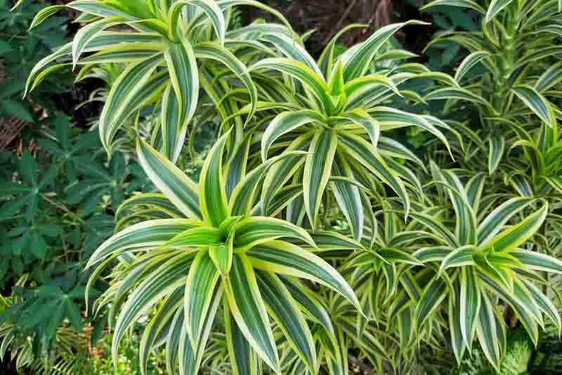 Dracaena Reflexa 'song Of India' - View 5 from www redcrocus com