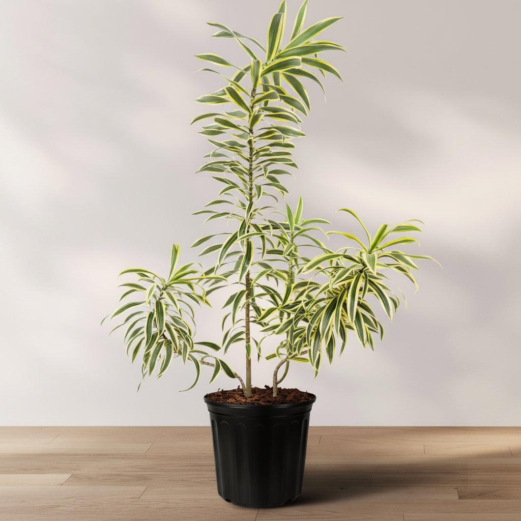 Dracaena Reflexa 'song Of India' - View 6 from www redcrocus com