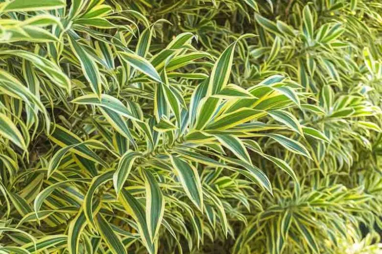 Dracaena Reflexa 'song Of India' - View 7 from www redcrocus com