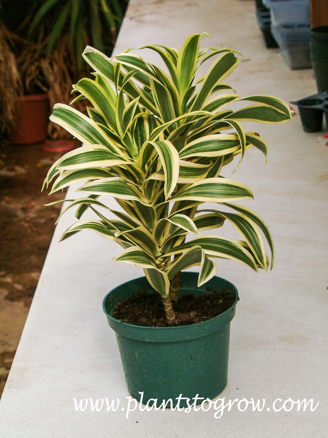 Dracaena Reflexa 'song Of India' - View 8 from www redcrocus com