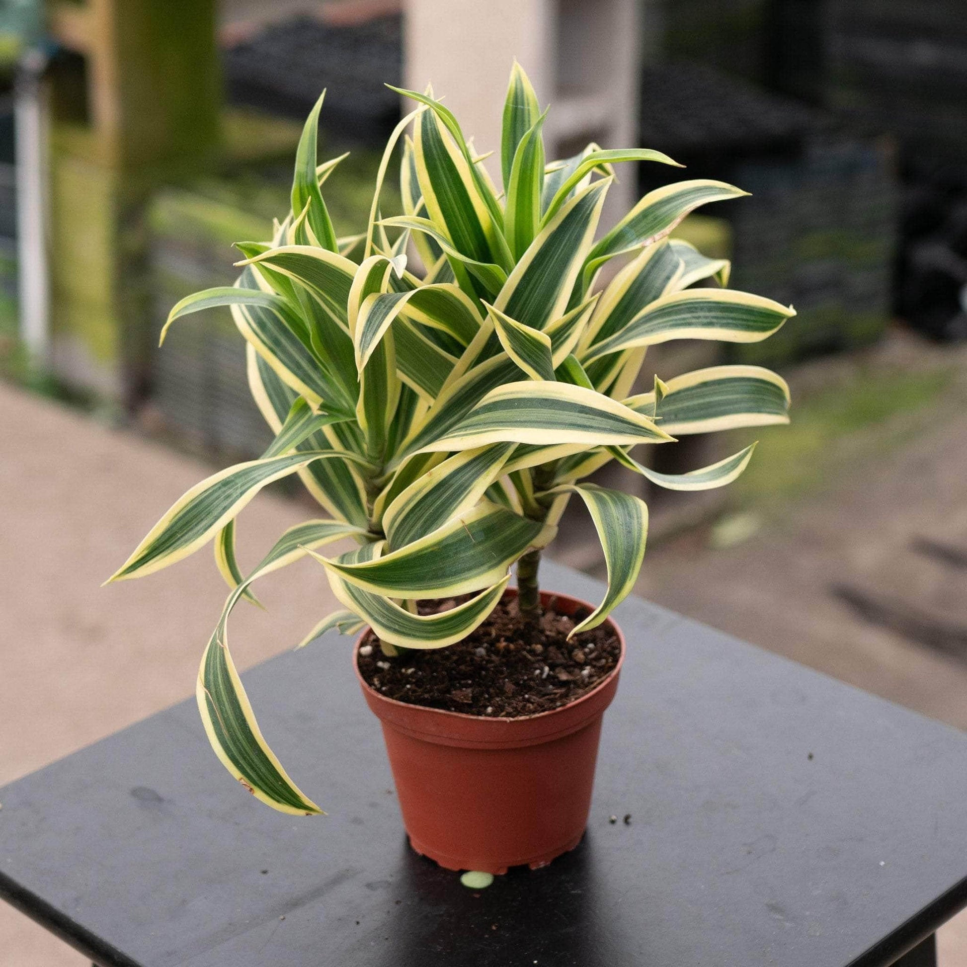 Dracaena Reflexa 'song Of India' - View 9 from www redcrocus com