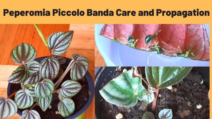 Peperomia 'piccolo Banda' - View 11 from www redcrocus com