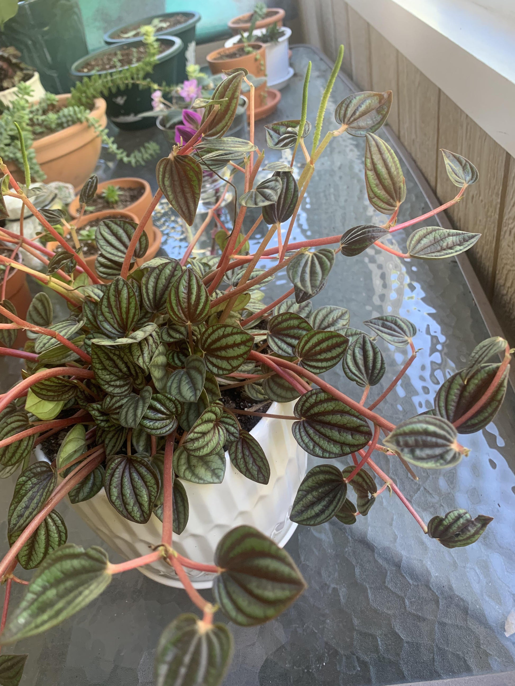 Peperomia 'piccolo Banda' - View 12 from www redcrocus com