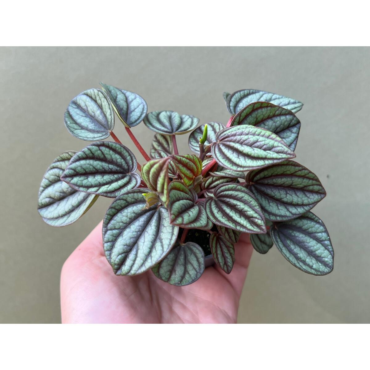 Peperomia 'piccolo Banda' - View 13 from www redcrocus com