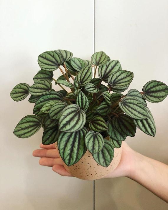 Peperomia 'piccolo Banda' - View 14 from www redcrocus com
