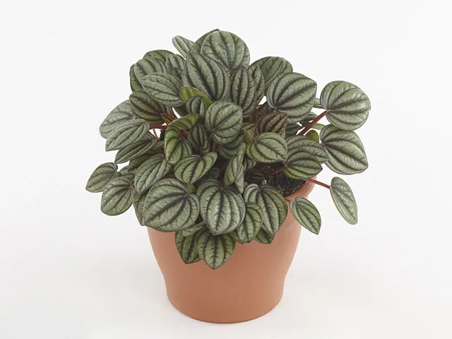 Peperomia 'piccolo Banda' - View 16 from www redcrocus com