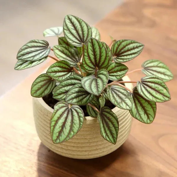 Peperomia 'piccolo Banda' - View 17 from www redcrocus com