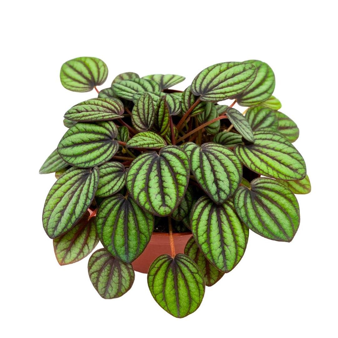Peperomia 'piccolo Banda' - View 18 from www redcrocus com