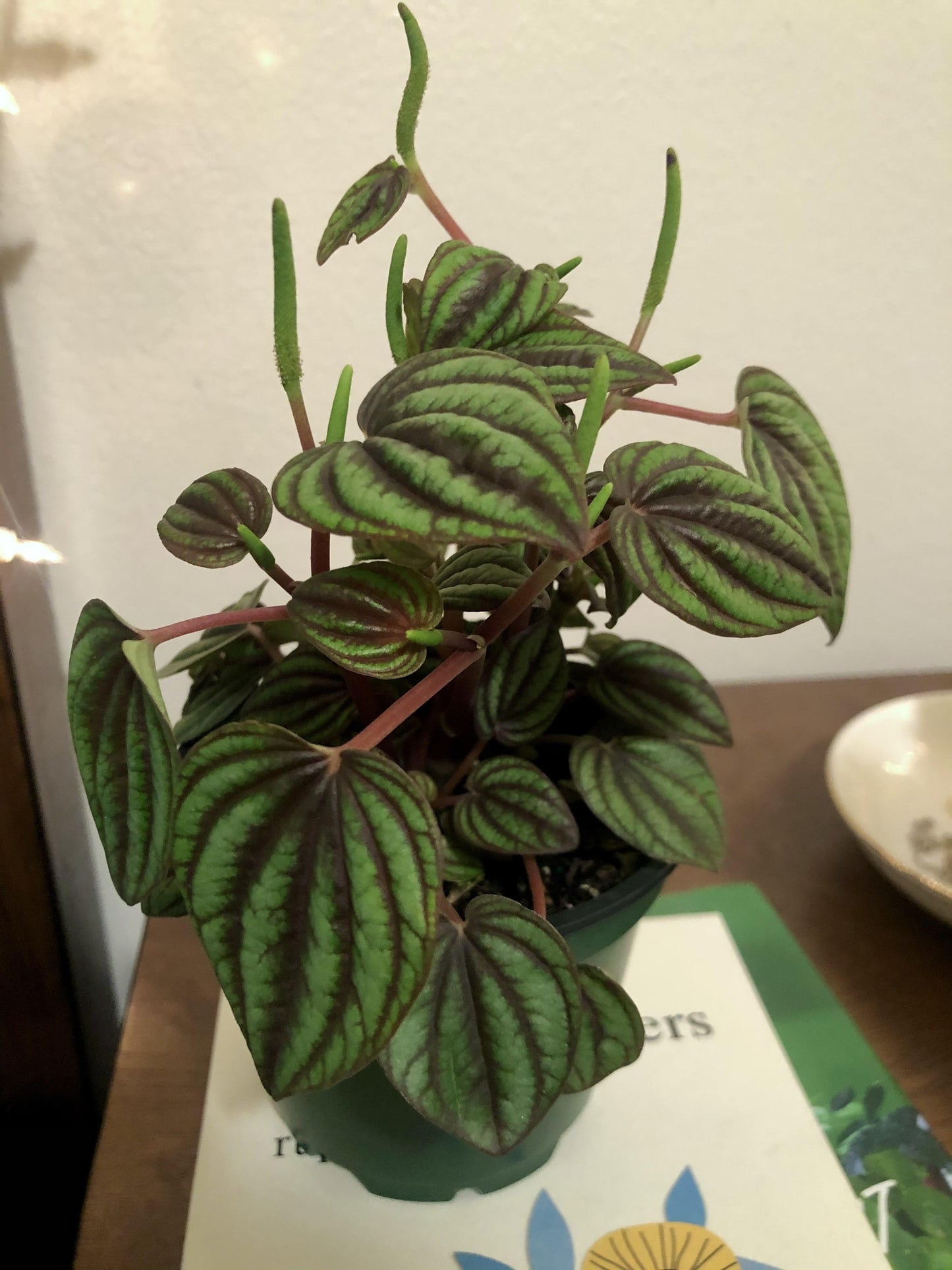 Peperomia 'piccolo Banda' - View 19 from www redcrocus com