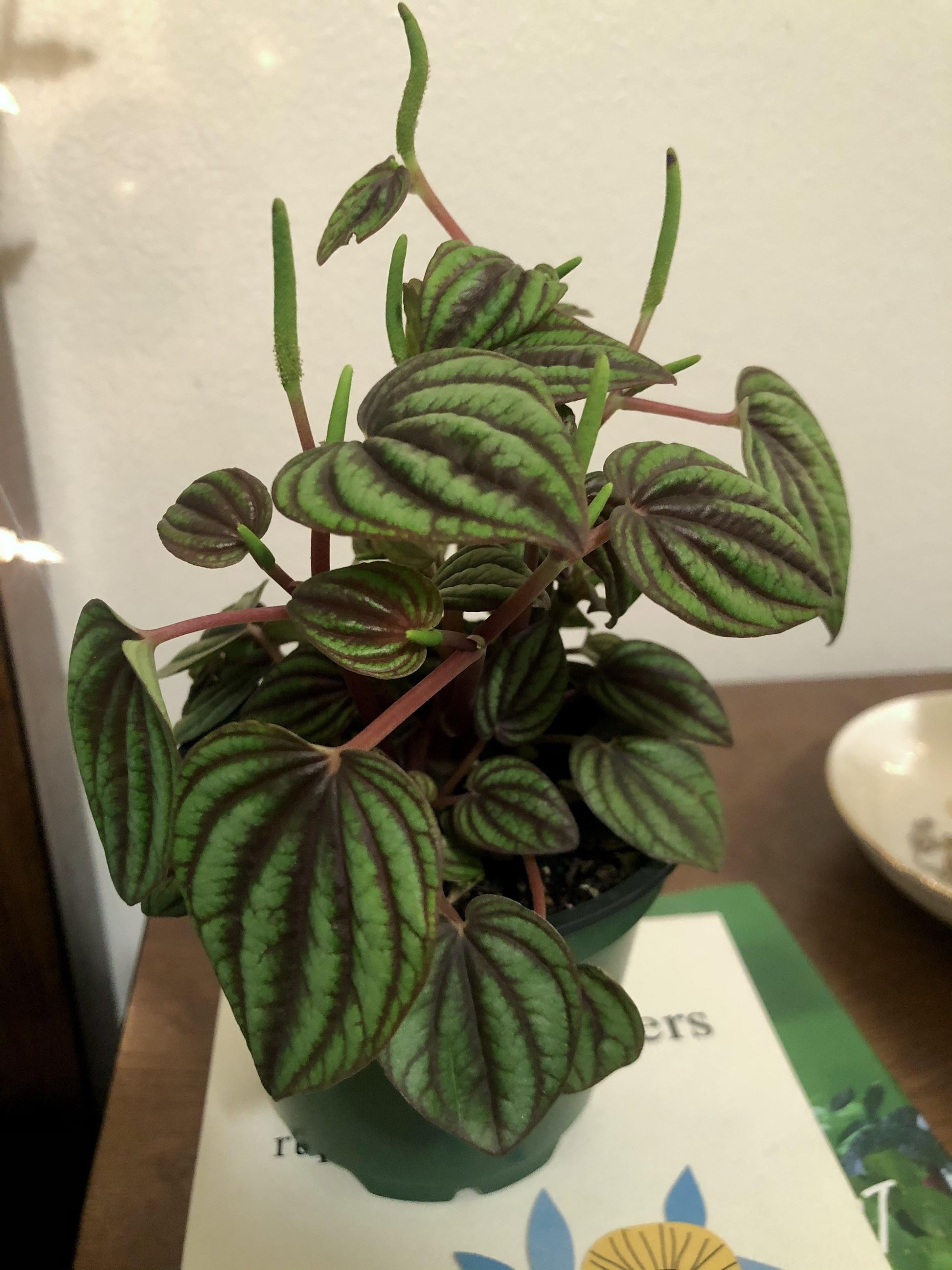 Peperomia 'piccolo Banda' - View 19 from www redcrocus com
