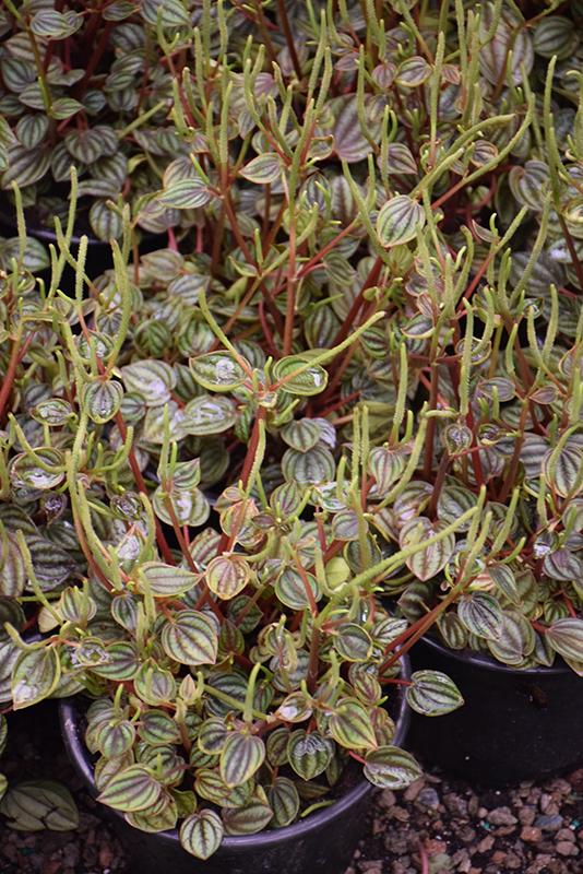 Peperomia 'piccolo Banda' - View 1 from www redcrocus com