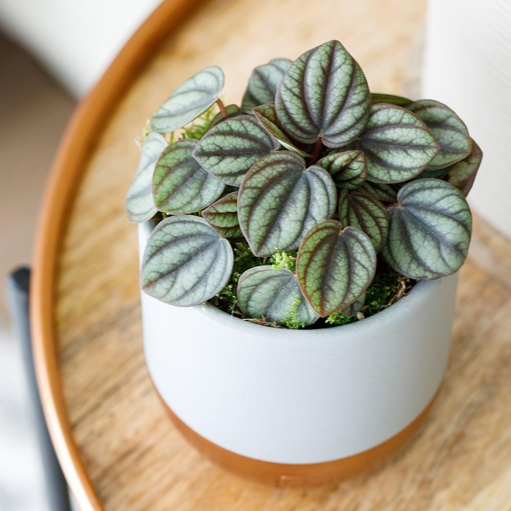Peperomia 'piccolo Banda' - View 20 from www redcrocus com