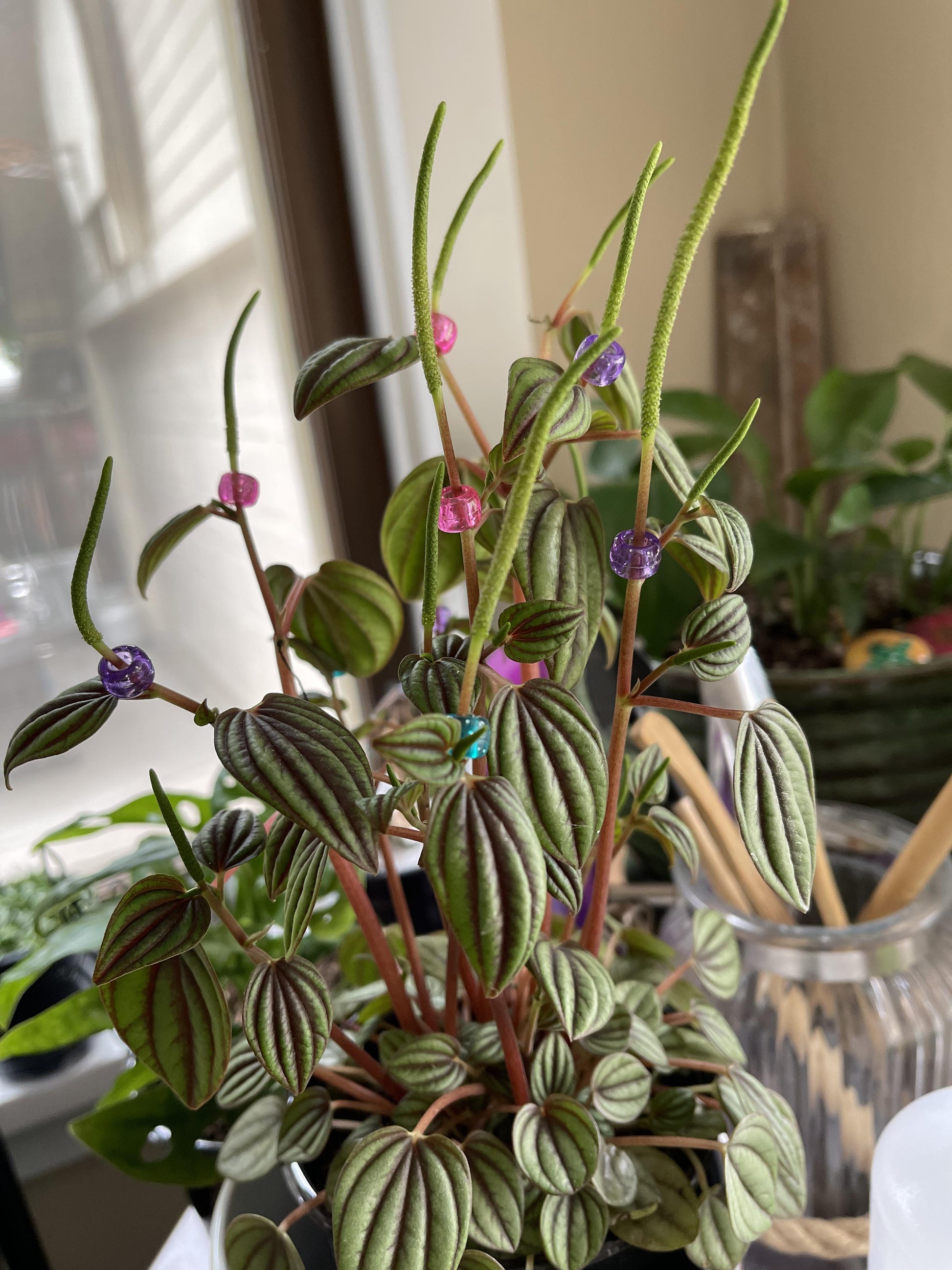 Peperomia 'piccolo Banda' - View 21 from www redcrocus com
